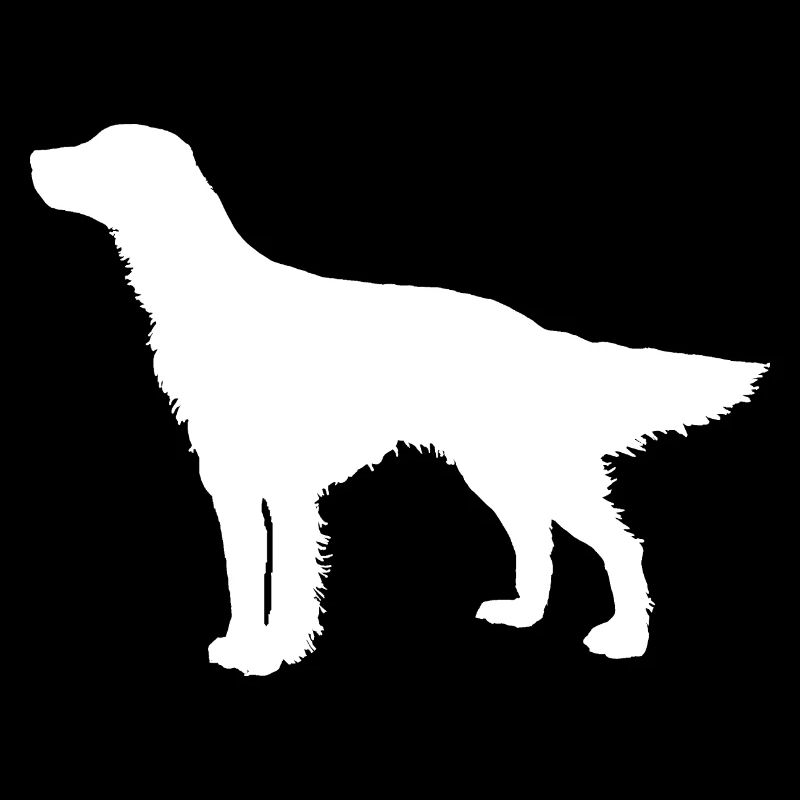 Setter Hunderasse