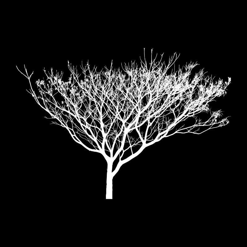 schöner weißer Baum