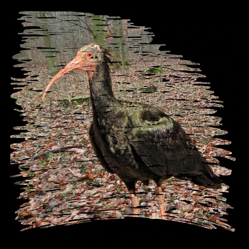 Le Waldrapp est extrêmement menacé d'extinction