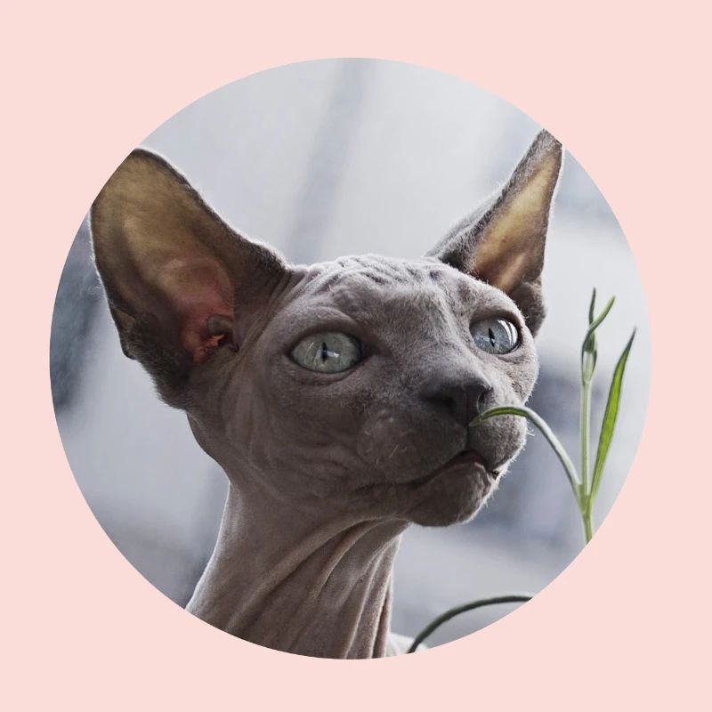 Chat nu chat sphynx