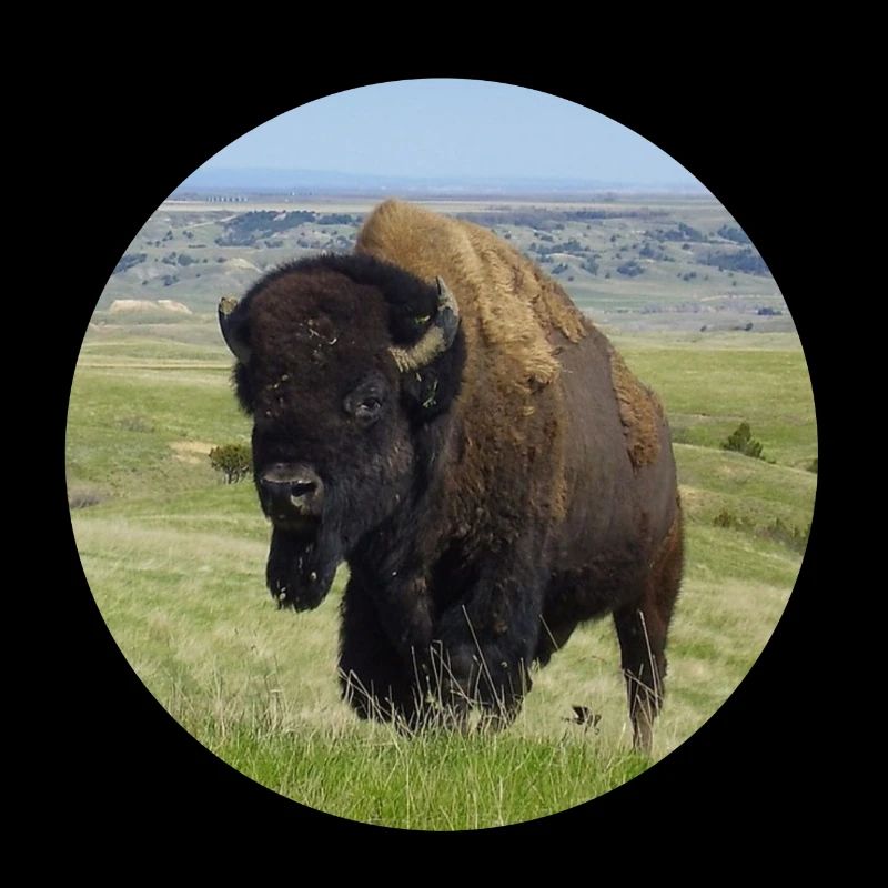 Taureau de buffle Cow Bison Jerky