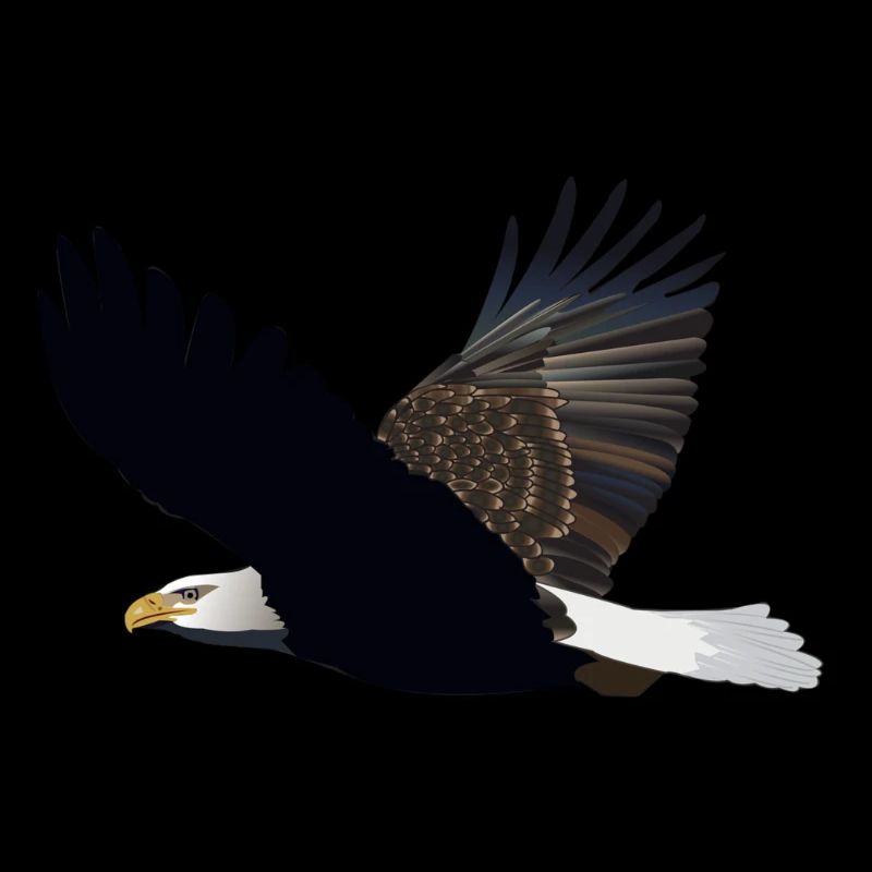 Eagle bald eagle tea poison