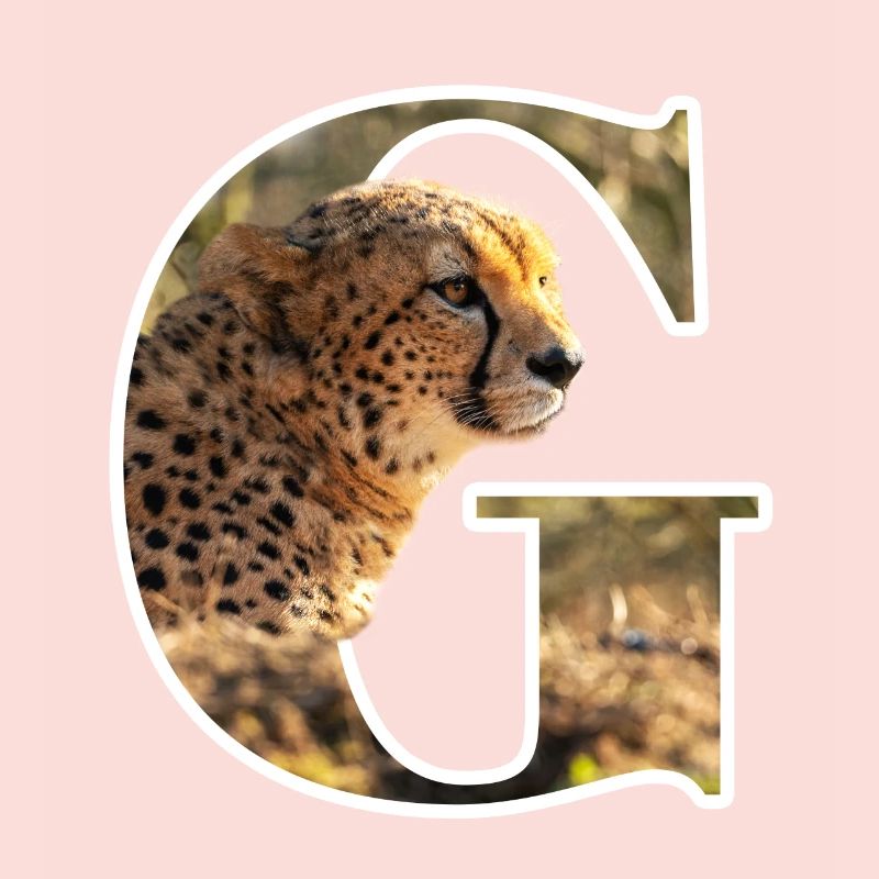 G Guépard alphabet animaux