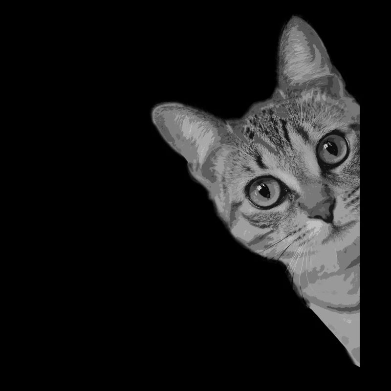 Cute cat kitten