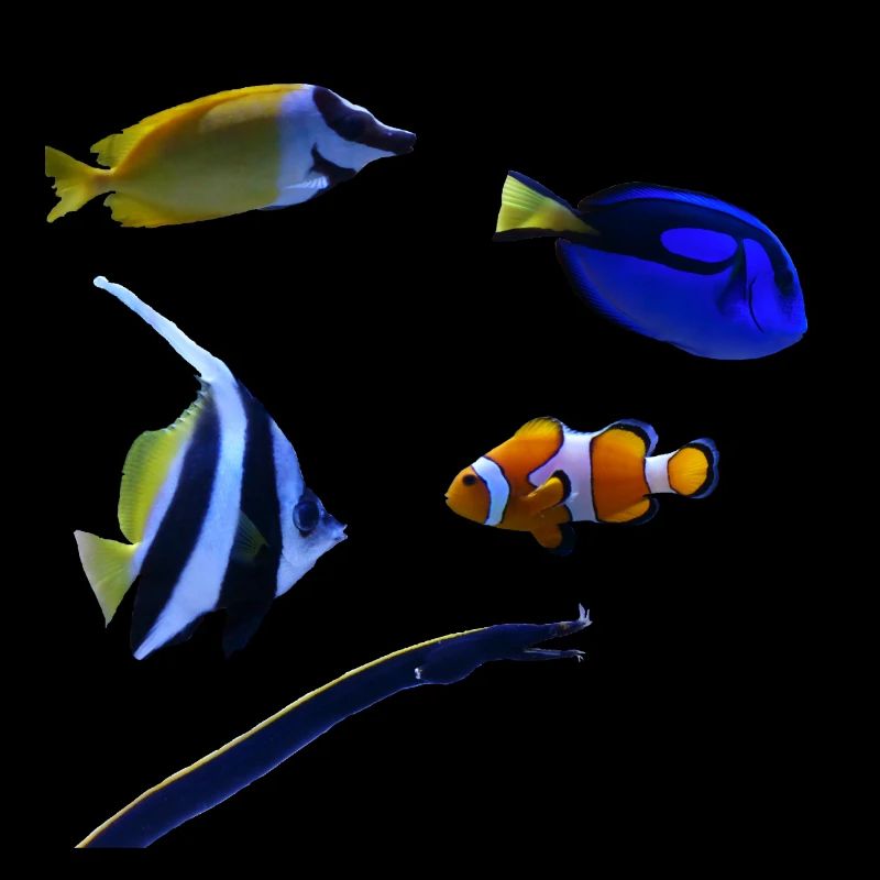 Marine fish