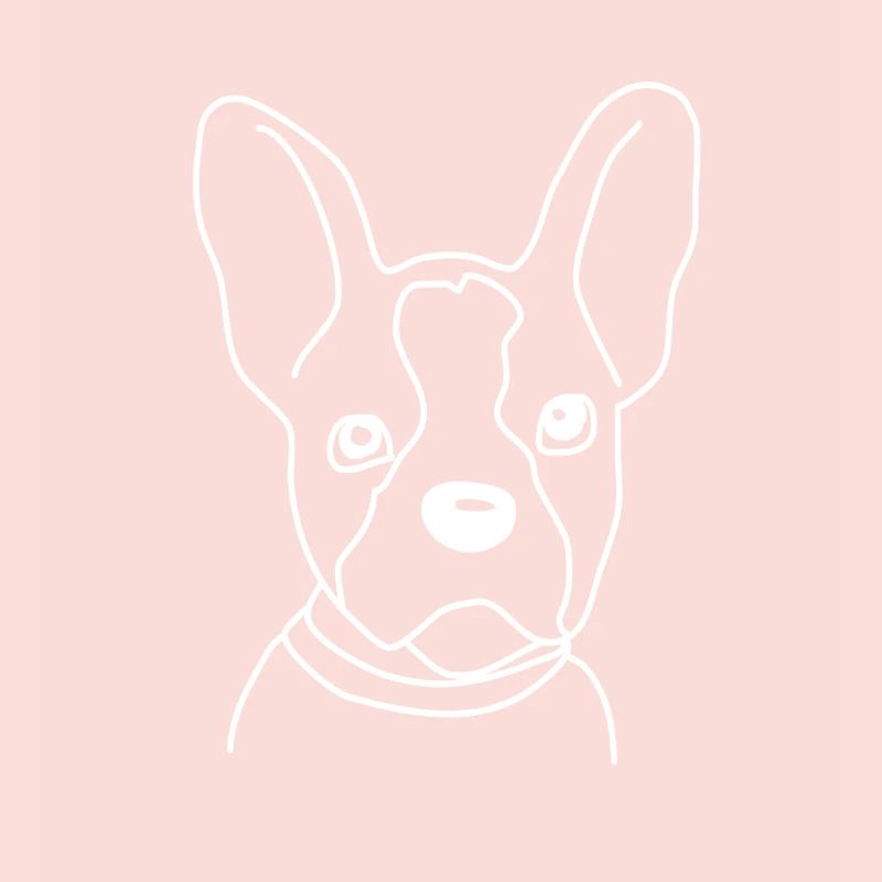 Boston terrier