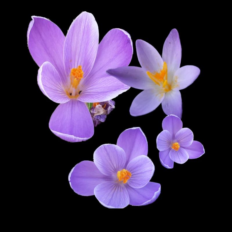 crocus, crocus, fleurs, violet, fleur