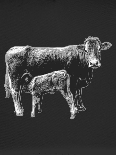 Kuh mit Kalb