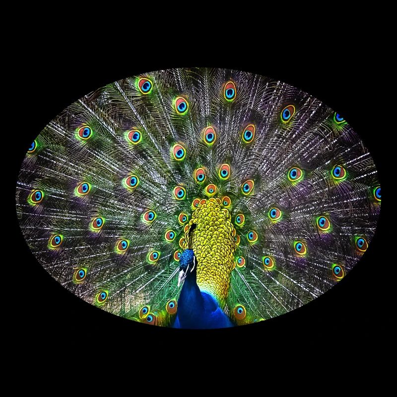 peacock