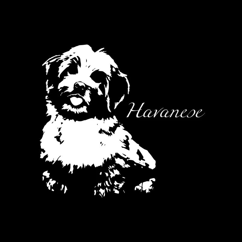 Havaneser Havanese