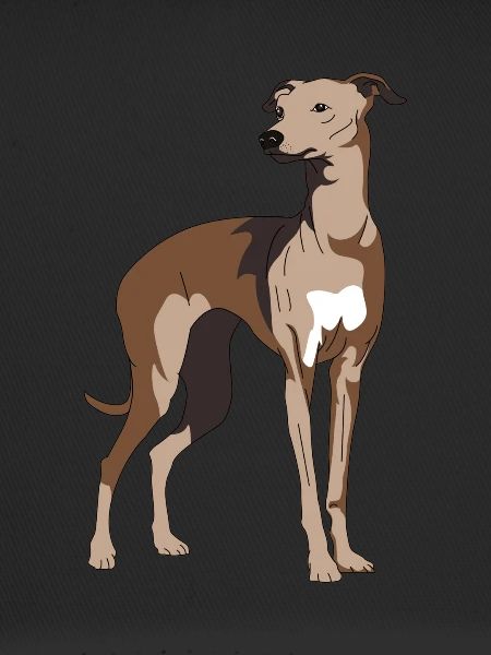 Windhund, Galgo, windhunde