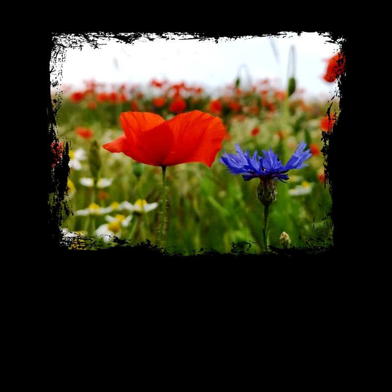Peintures à l'huile de champ d'été de fleurs de pavot