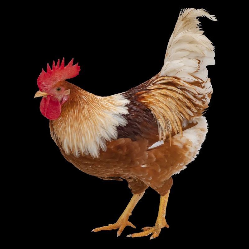 Coq