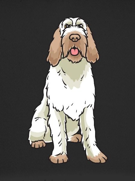 Spinone Italiano Dog
