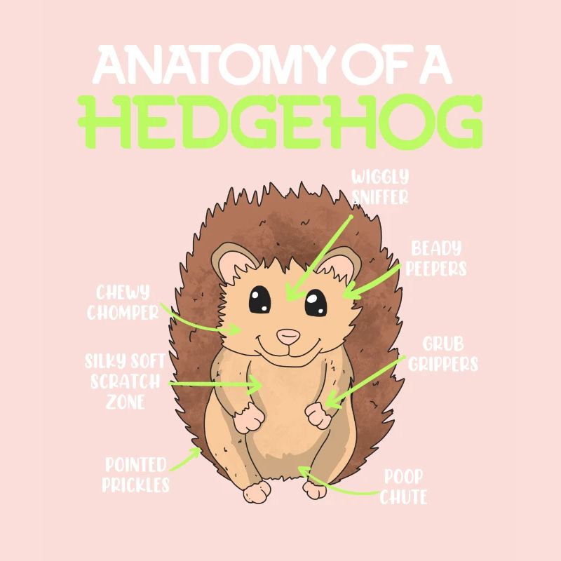 Anatomie d’un hérisson