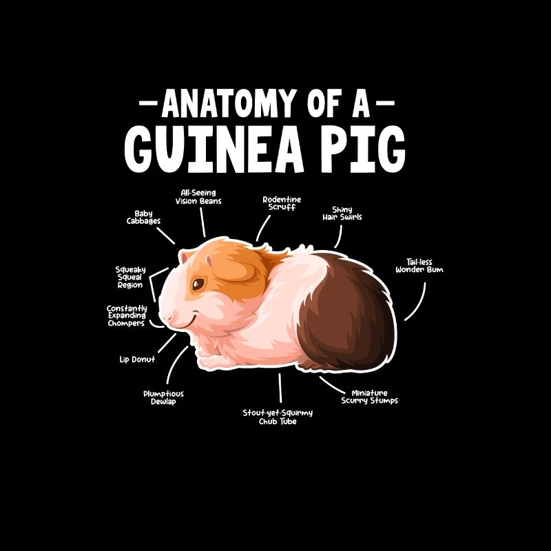 Cochon d’Inde Pet Guinea Pig Cadeau