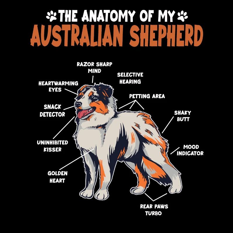 Australian Shepherd Aussie Anatomie Aussie