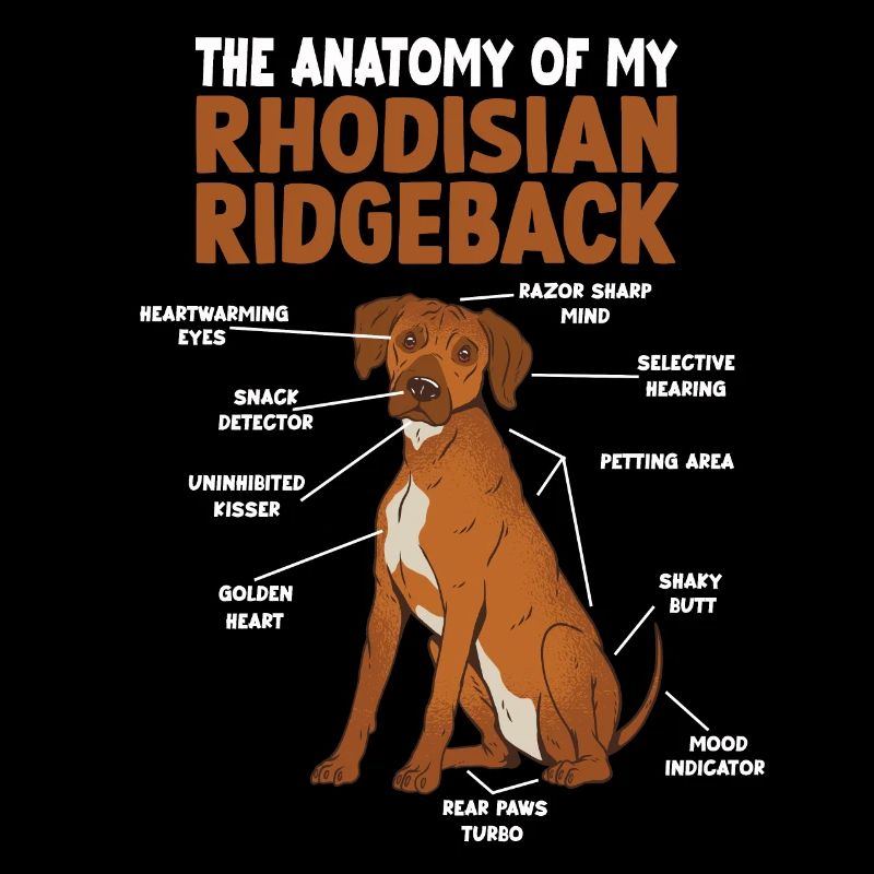 Rhodesian Ridgeback Anatomie Propriétaire de chien Promenade