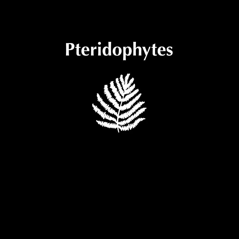 Ptéridophytes