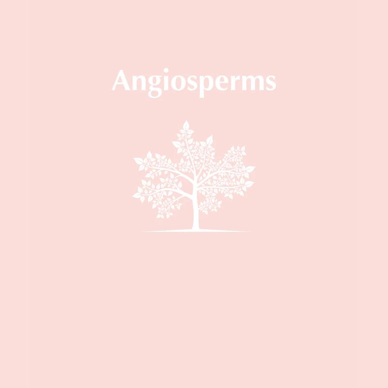 Angiospermes