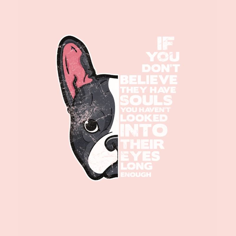 Boston Terrier