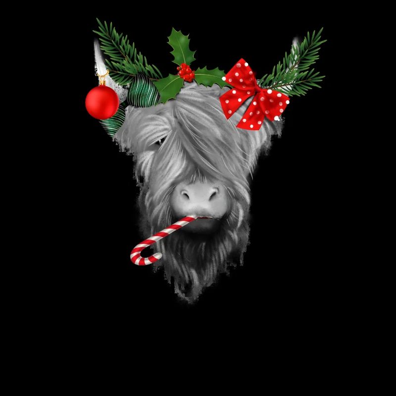 Vache écossaise des Highlands à Noël