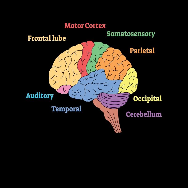 Brain Diagram Neurology Science