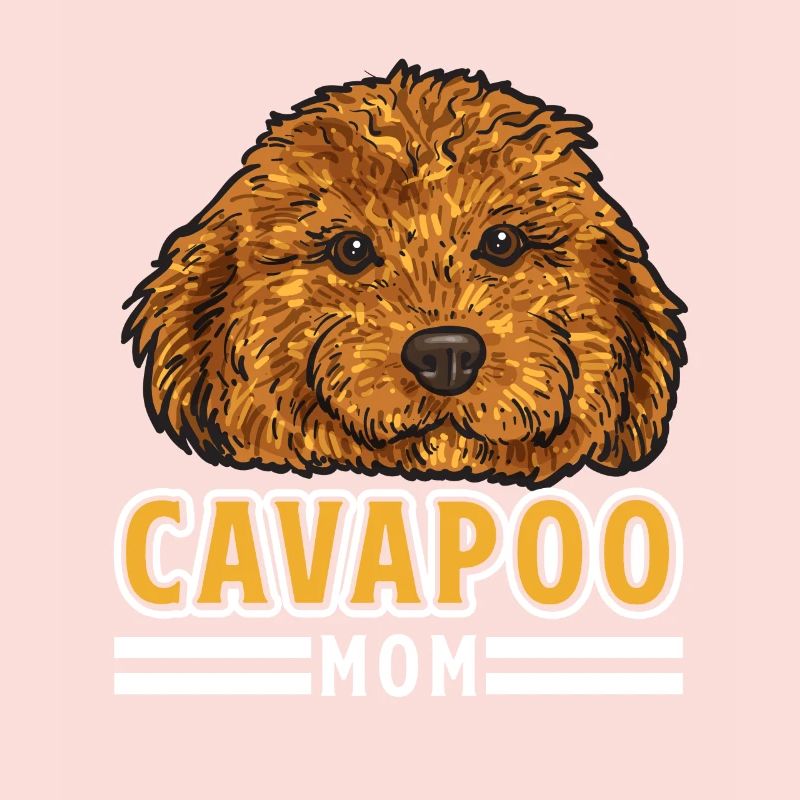Cavapoo Cavoodle Capoodle Chien