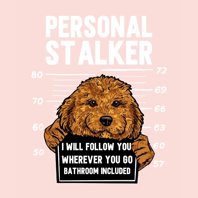 Cavapoo Cavoodle Capoodle Chien