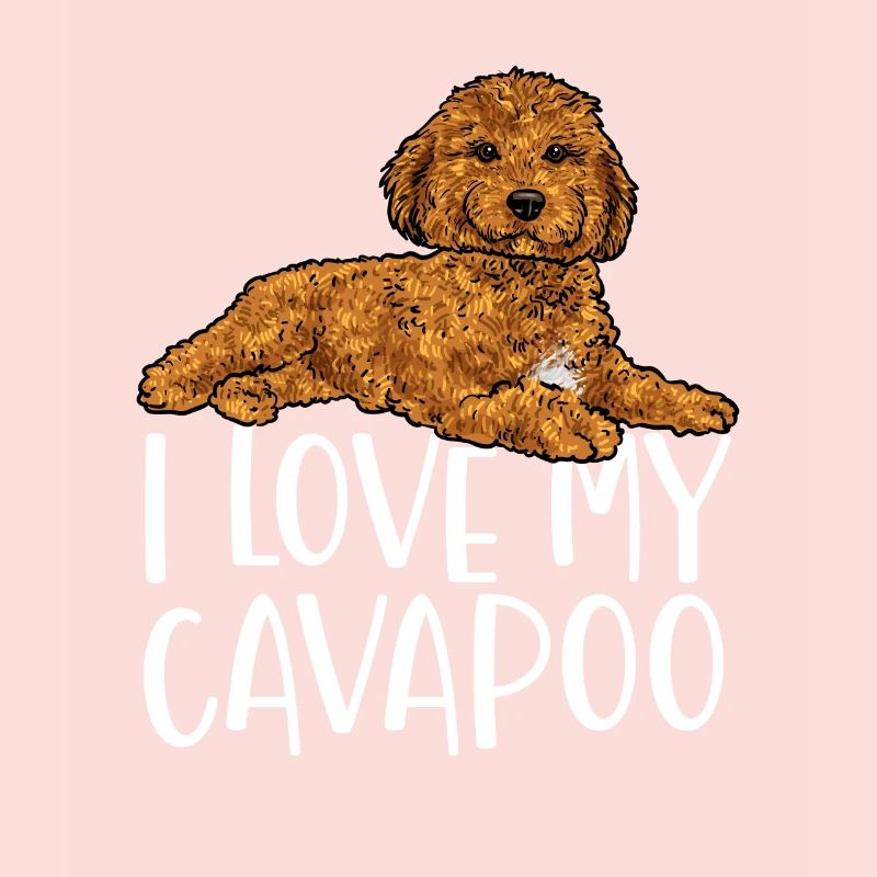 Cavapoo Cavoodle Capoodle Chien