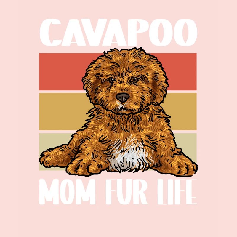 Cavapoo Cavoodle Capoodle Chien