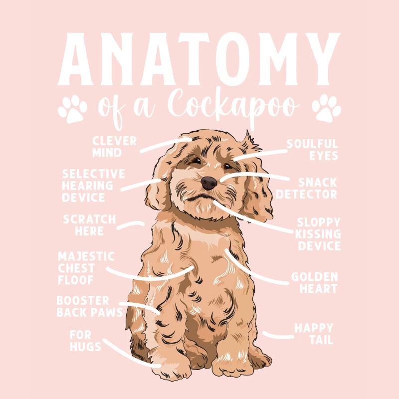 Cockapoo Chien