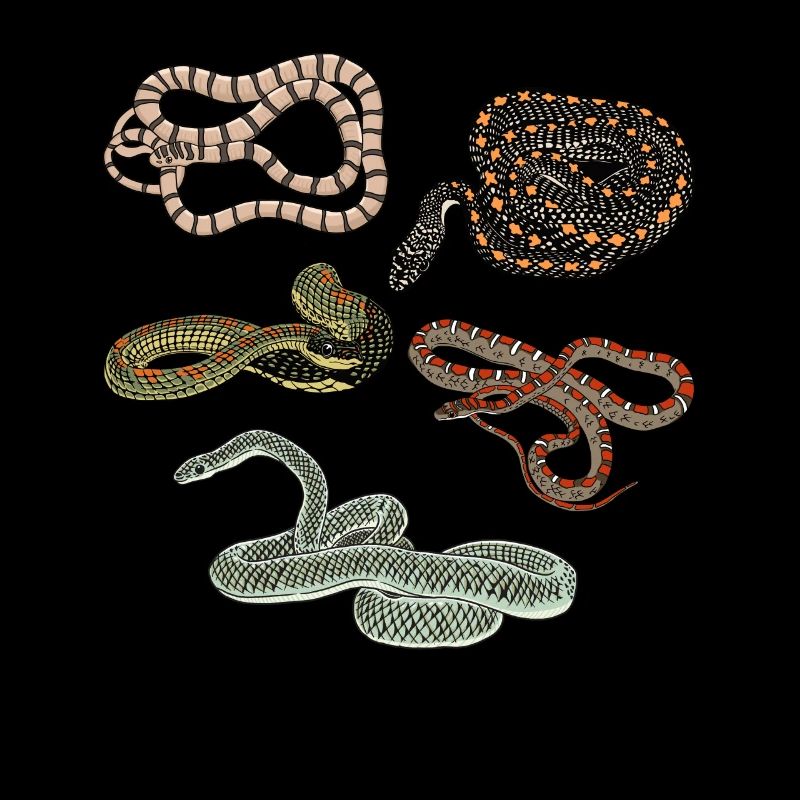 Types de serpents Chrysopelea Serpent volant