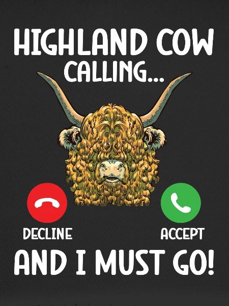 Highland cow