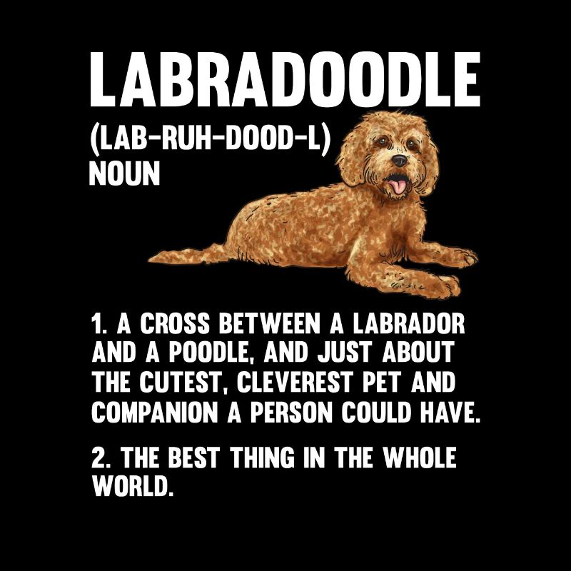 Labradoodle Dog