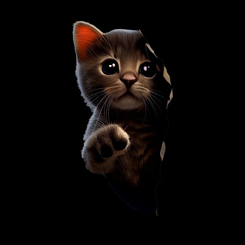 Chat mignon Chaton Craqué Chat Amants Chats Chats