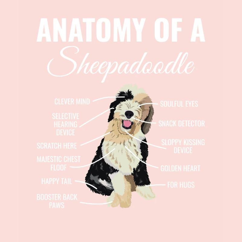 Sheepadoodle Doodle Hund