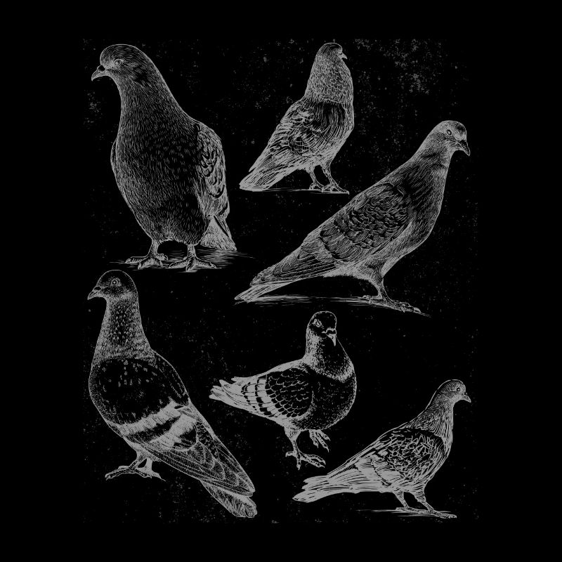 Pigeons espèce Pigeon