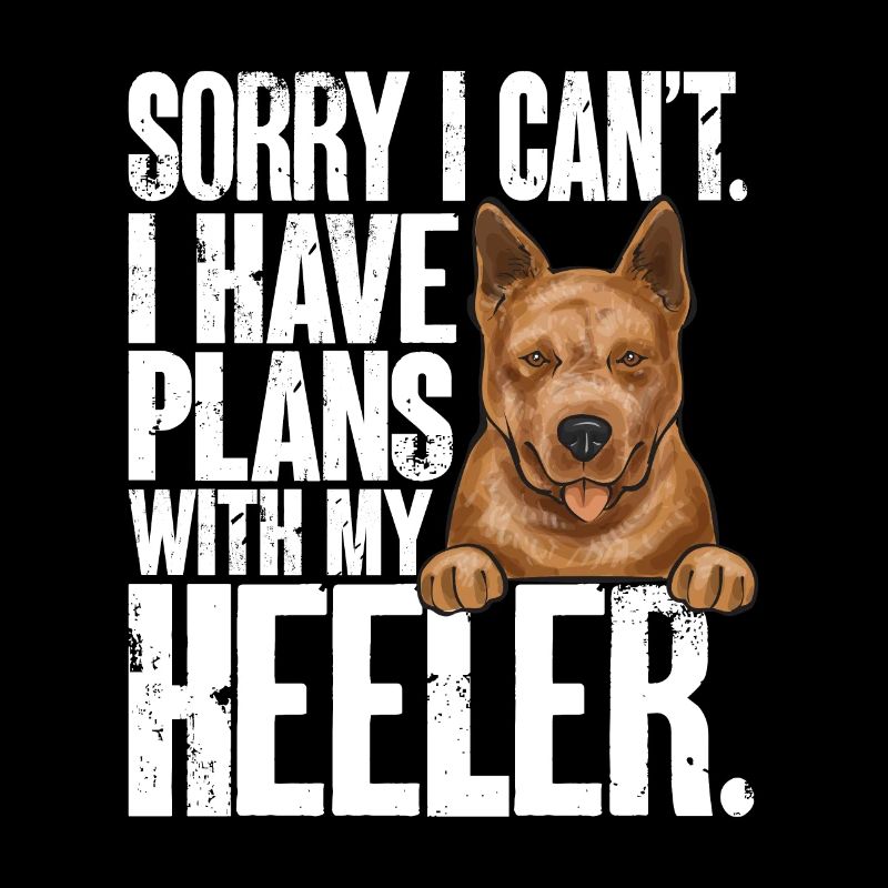 Bouvier australien Red Blue Heeler
