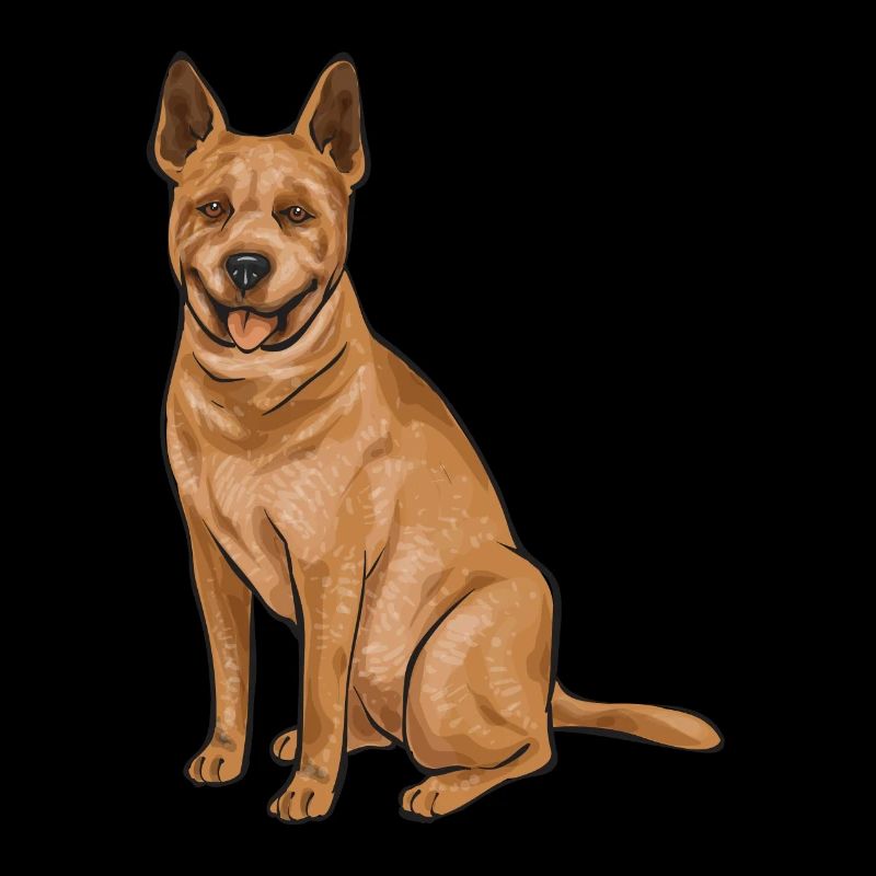 Bouvier australien Red Blue Heeler