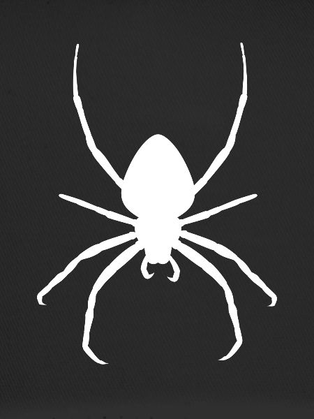 Tarentule araignée blanche