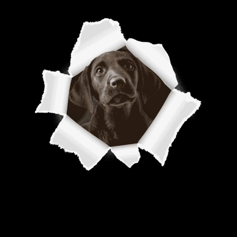 Dog peeking through hole