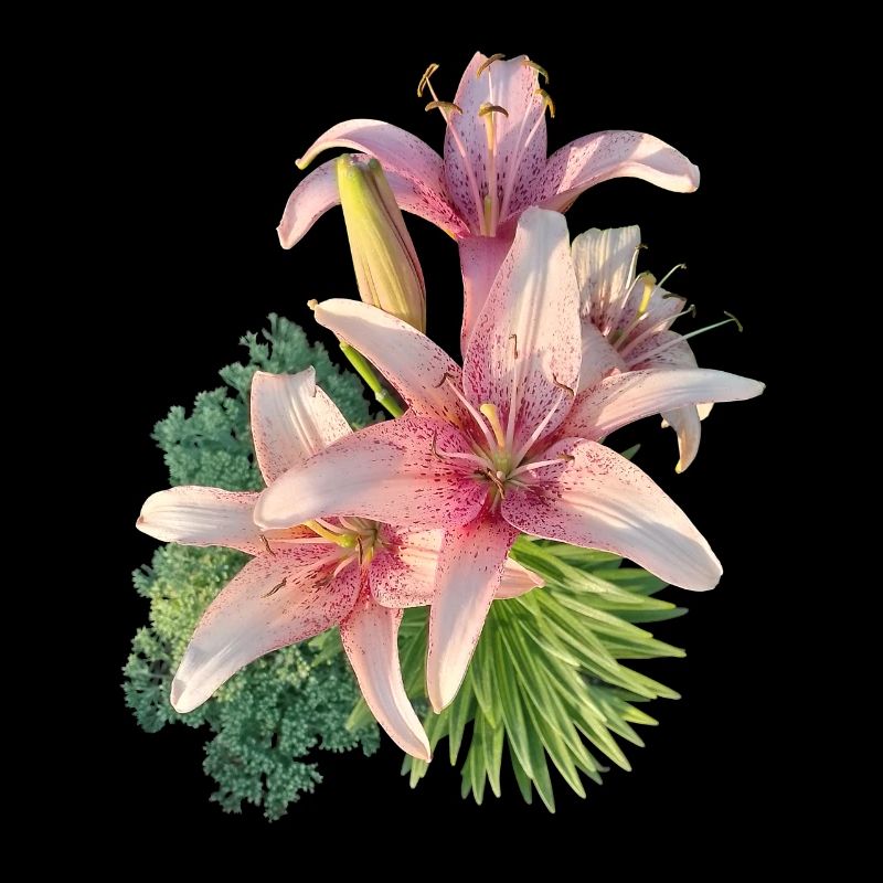Lys rose