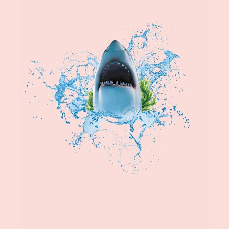 Shark Shark Fish