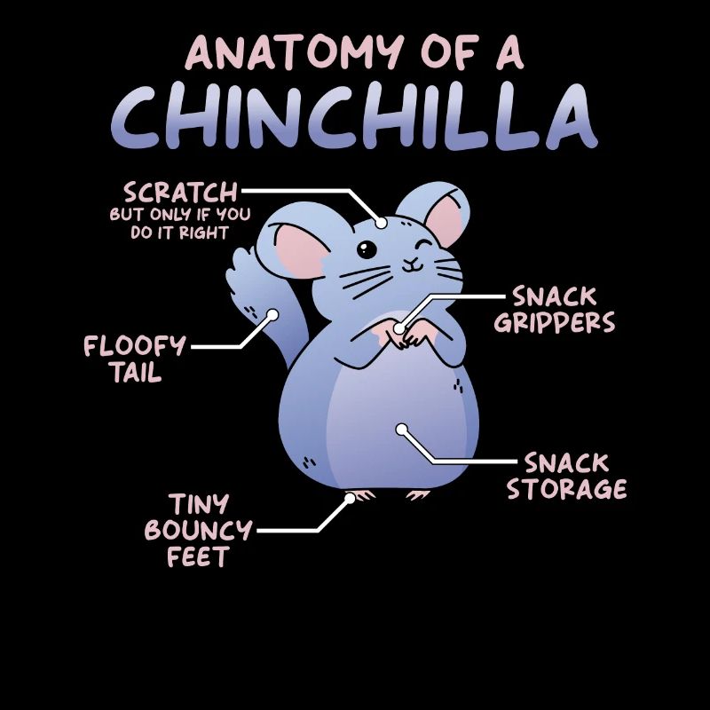Anatomie du chinchilla