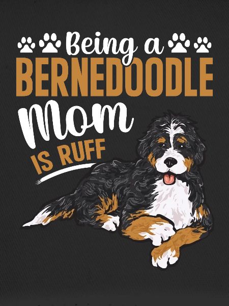 Bernedoodle Dog