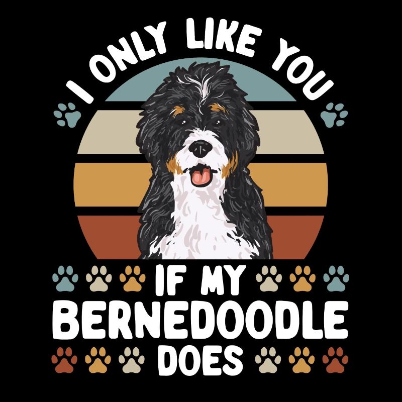 Bernedoodle Hund
