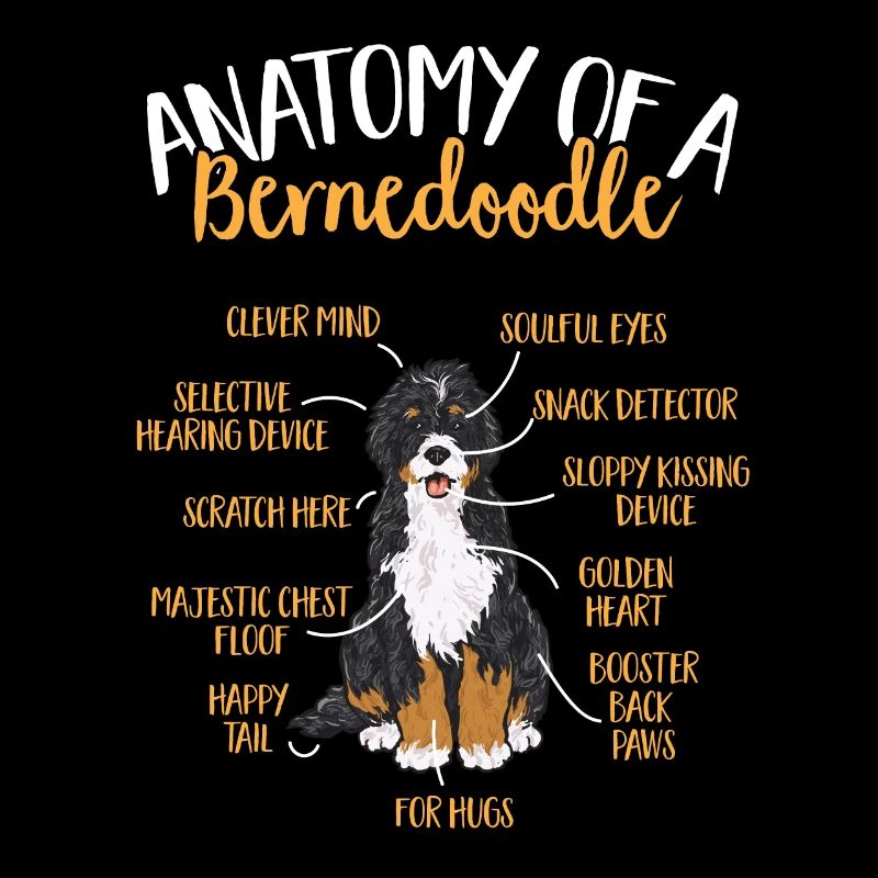 Bernedoodle Hund