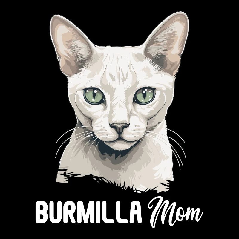 Burmilla Kitten Burmilla Cat