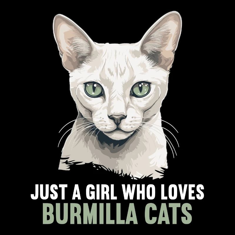 Burmilla Kitten Burmilla Cat